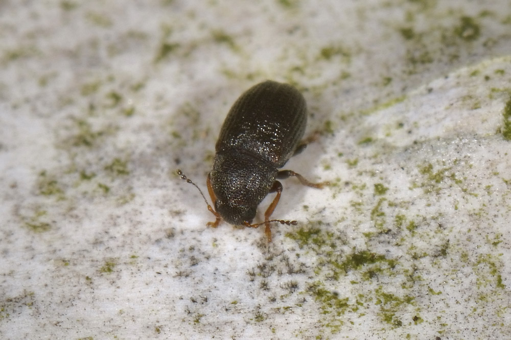 Choragus sheppardi - Anthribidae